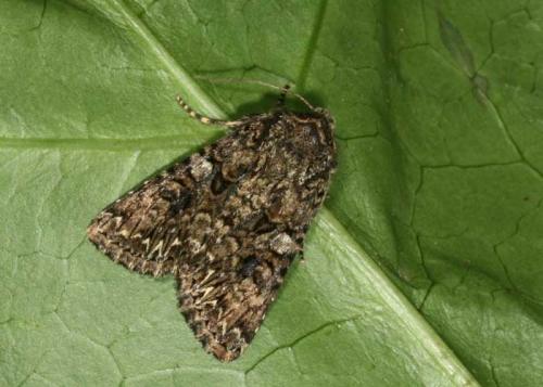 Réf. 45 379 : Anarta sp.