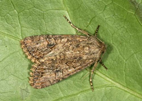 Anarta sp.