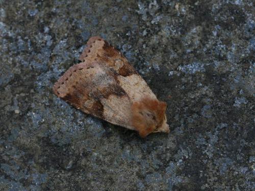 Diarsia mendica