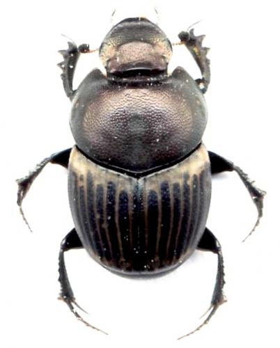 Réf. 45 787 : Onthophagus medius