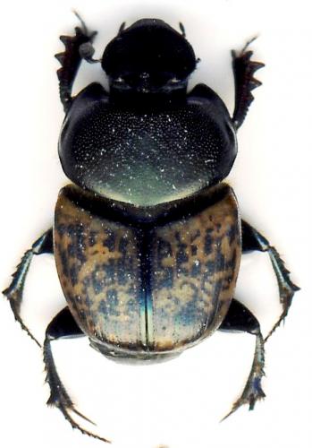 Réf. 45 786 : Onthophagus medius