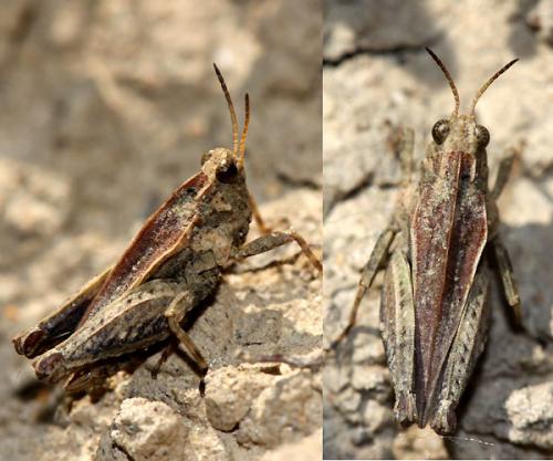 Réf. 45 070 : Tetrix undulata