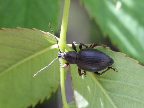 Otiorhynchus sp.