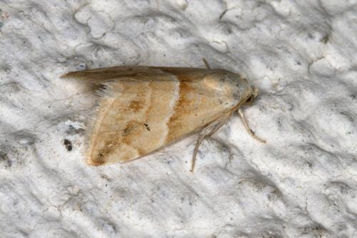 Eublemma parva