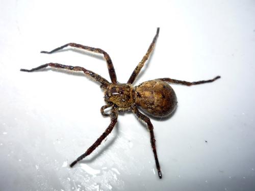 Sinopoda sp.