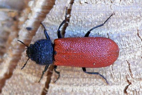 Bostrichus capucinus