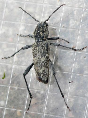 Réf. 45 091 : Xylotrechus rusticus