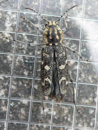 Xylotrechus rusticus