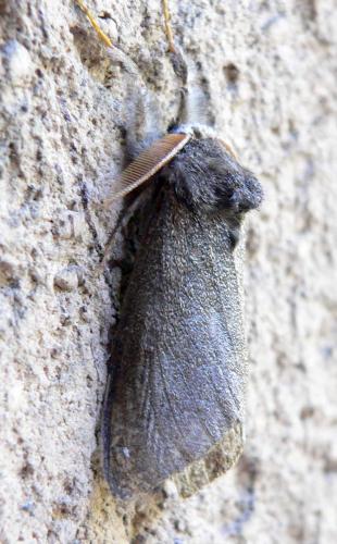 Calliteara pudibunda