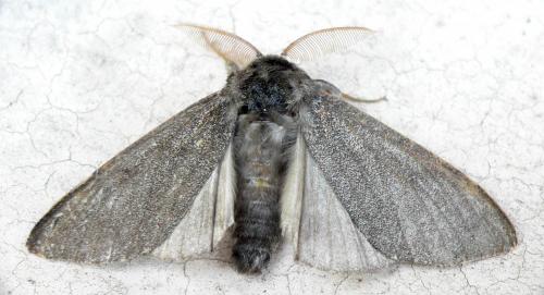 Réf. 45 468 : Calliteara pudibunda