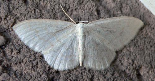 Réf. 45 473 : Scopula floslactata