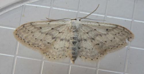 Idaea seriata