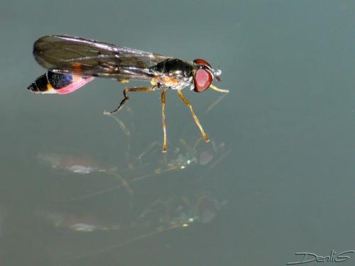 Baccha elongata