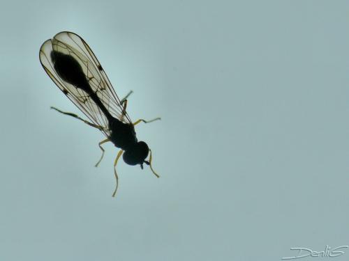 Baccha elongata