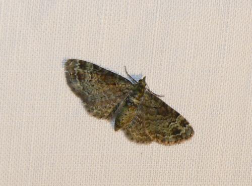Réf. 45 391 : Pasiphila sp.
