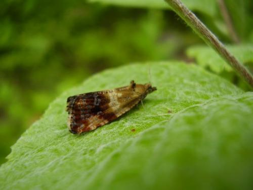 Phiaris helveticana