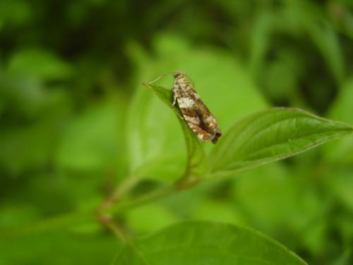 Epinotia abbreviana