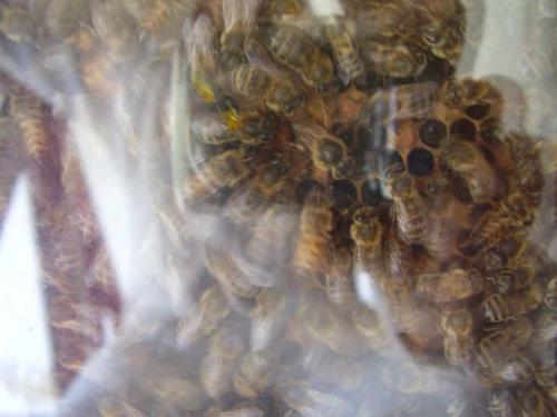 Apis mellifera