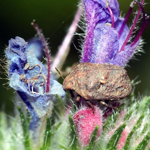 Psacasta tuberculata