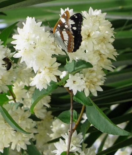 Limenitis reducta