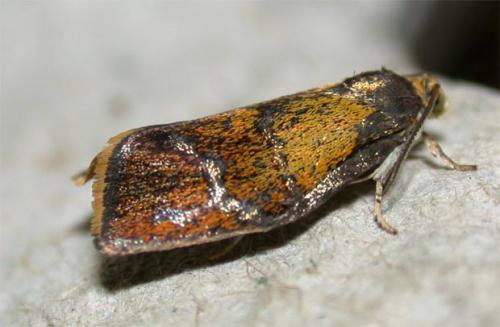 Réf. 45 130 : Ptycholoma lecheana