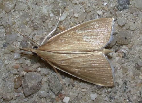 Réf. 45 312 : Sclerocona acutella