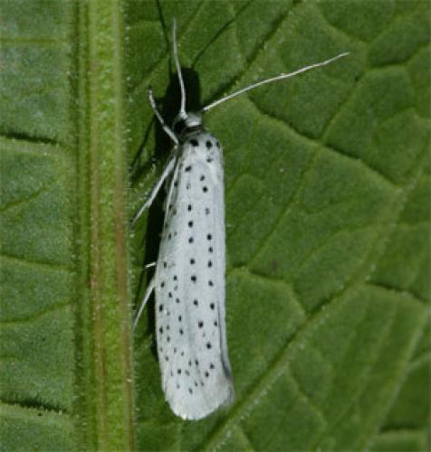 Yponomeuta evonymella