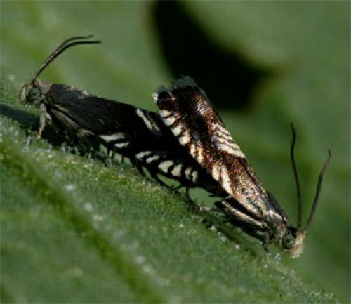 Réf. 45 569 : Grapholita compositella