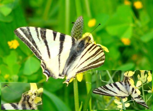 Iphiclides podalirius