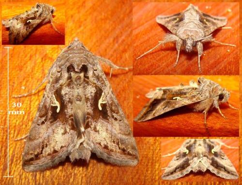 Réf. 45 880 : Autographa gamma