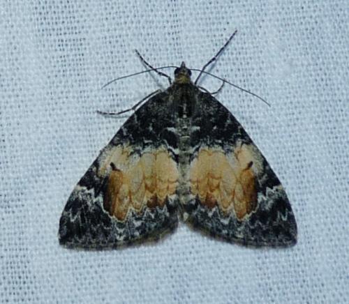Réf. 45 484 : Dysstroma truncata