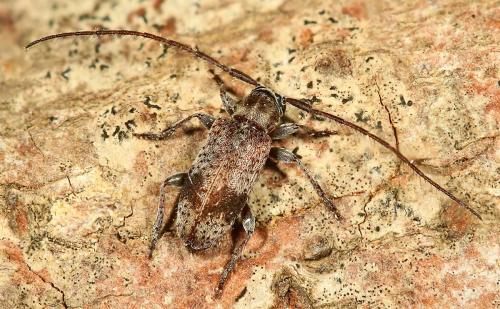 Exocentrus punctipennis