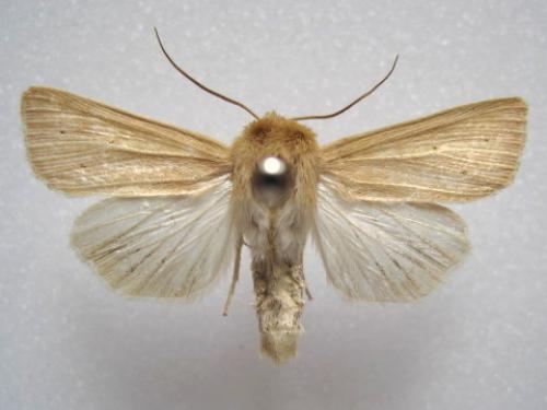 Réf. 45 760 : Mythimna pallens