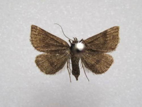 Phytometra viridaria