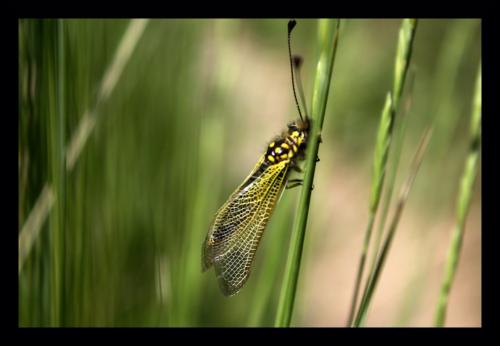 Libelloides ictericus