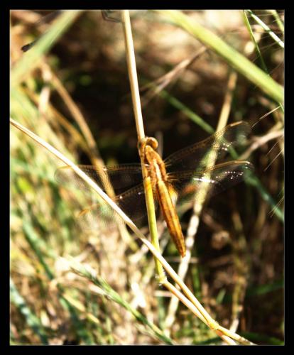 Réf. 45 594 : Crocothemis erythraea
