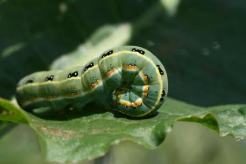 Xylena exsoleta