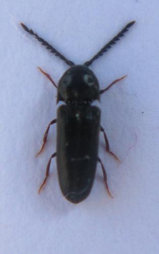 Réf. 45 527 : Microrhagus sp.