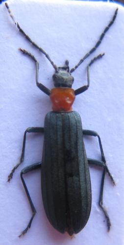 Réf. 45 048 : Ischnomera sanguinicollis
