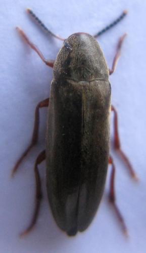 Phloiotrya rufipes
