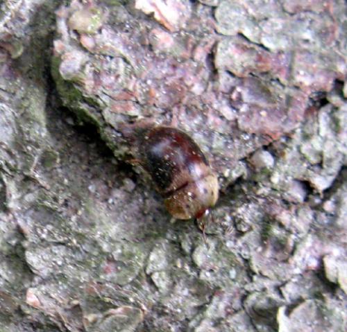 Cychramus variegatus