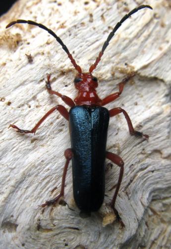 Rhamnusium bicolor
