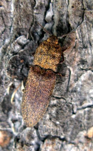 Réf. 45 177 : Lacon lepidopterus