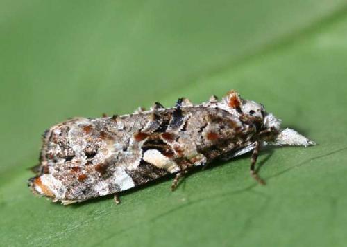 Phtheochroa rugosana