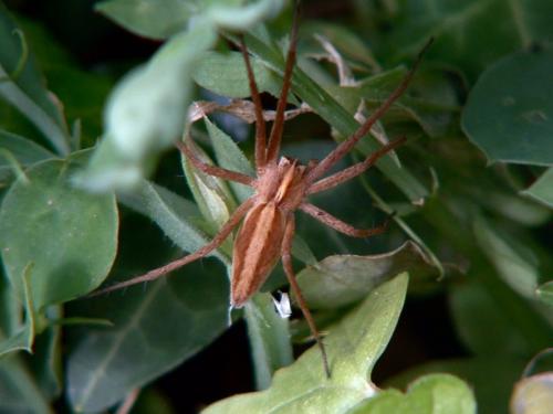 Pisaura mirabilis
