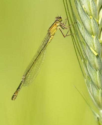 Ischnura elegans