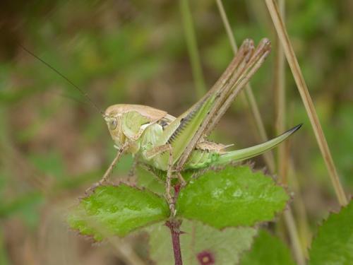 Réf. 45 822 : Platycleis affinis affinis