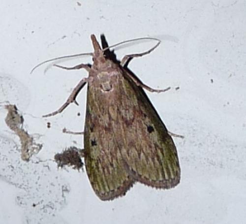 Aphomia sociella
