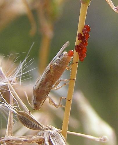 Liorhyssus hyalinus