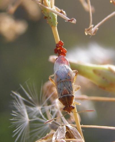 Liorhyssus hyalinus